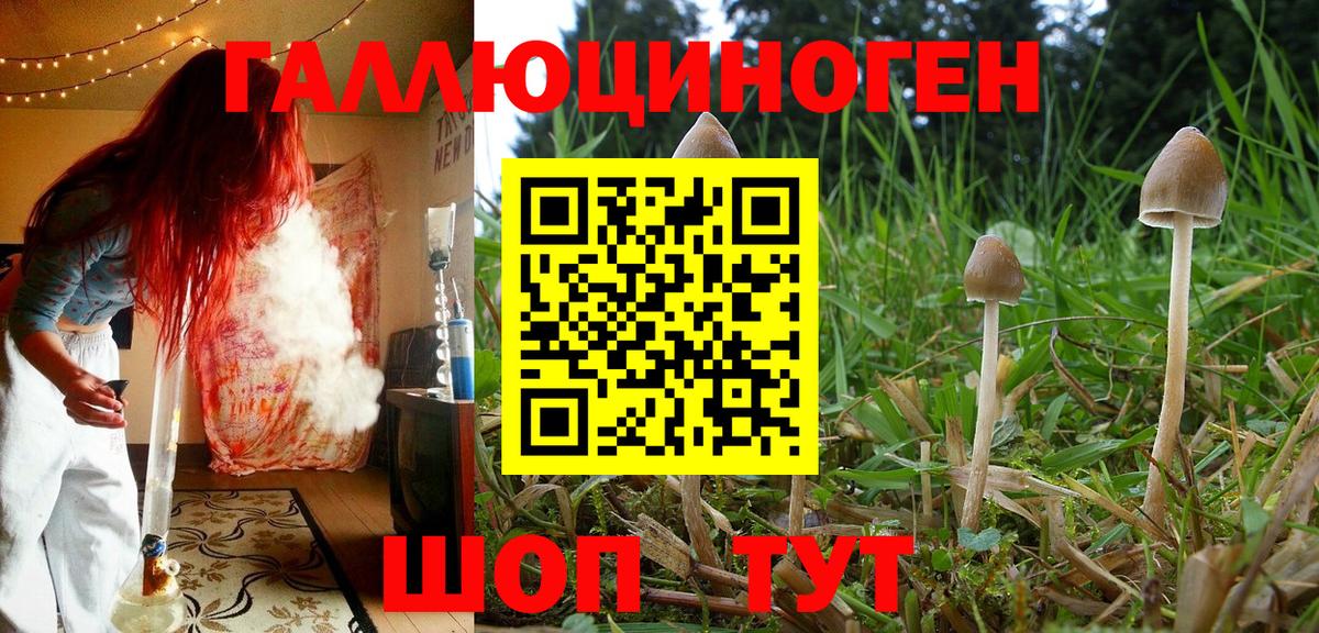 Псилоцибиновые грибы Psilocybine cubensis  Галлюциногенные грибы мицелий  Вход с VPN  Сунжа 